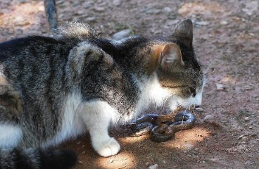 猫和蛇打架谁厉害，可怜的小蛇蛇