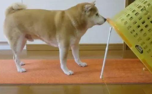 铲屎官自制陷阱捕捉柴犬,考验汪智商的时候到了! 铲屎官自制陷阱捕捉柴犬,考验汪智商的时候到了!