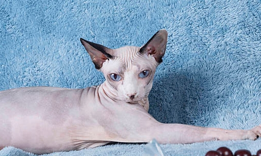 蓝色没有毛的猫是什么猫 蓝色没有毛的猫是什么猫