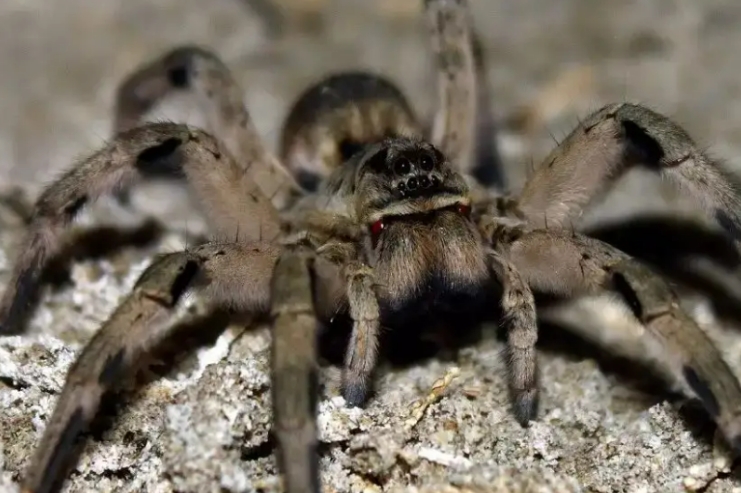 最毒的蜘蛛图片大全