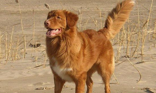 完美饲养指南:培养你的新斯科舍猎鸭寻猎犬 完美饲养指南:培养你的新斯科舍猎鸭寻猎犬