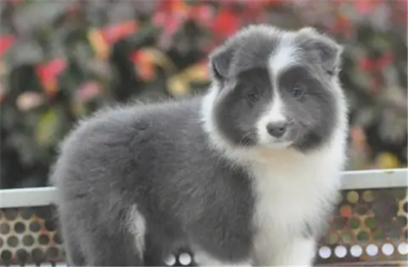 蓝白边牧长大后好看吗