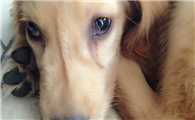 治疗犬细小的特效药