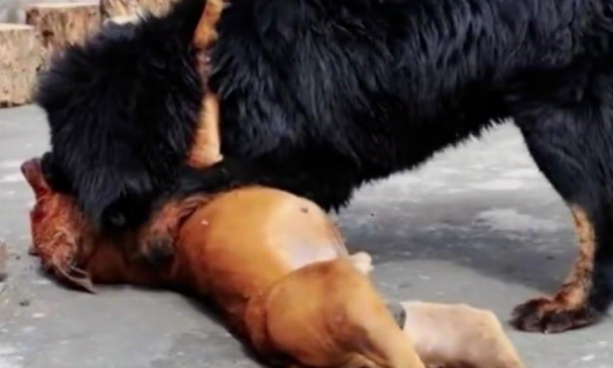 鬼獒的攻击性是藏獒的几十倍，遇上巨型比特犬谁能笑到最后？