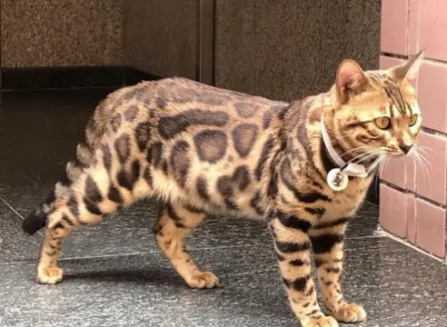 豹纹猫图片豹纹猫纯种多少钱一只