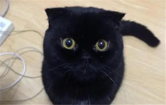 孟买黑猫和英短黑猫 孟买黑猫和英短黑猫