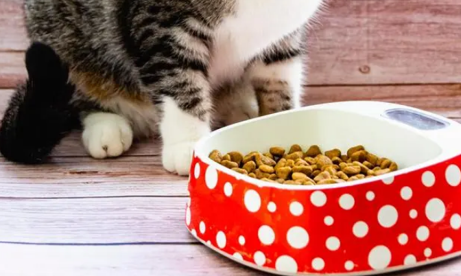伟嘉猫粮为什么叫毒粮? 伟嘉猫粮为什么叫毒粮?