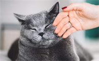 正确的抓猫手法