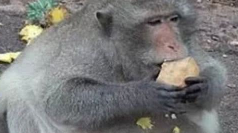 一只猪一样的猴子,由于进食太多导致发胖,现在连走路都是问题! 一只猪一样的猴子,由于进食太多导致发胖,现在连走路都是问题!