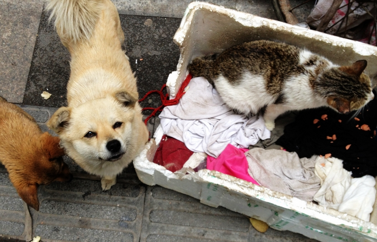 小区的流浪猫狗如何管理?上海政协委员从三方面支招 小区的流浪猫狗如何管理?上海政协委员从三方面支招