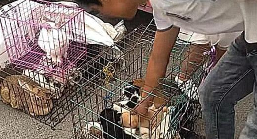 大爷卖小土狗50元一只,网友一眼相中一只小奶狗,直呼赚大发了 大爷卖小土狗50元一只,网友一眼相中一只小奶狗,直呼赚大发了