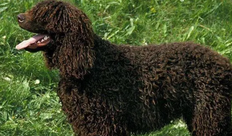 爱尔兰水猎犬哪里卖 健康有保障