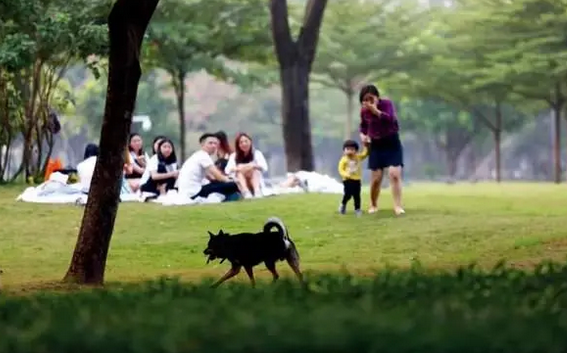 犬伤人,为何一再发生? 犬伤人,为何一再发生?