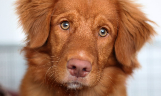 新斯科舍猎鸭寻猎犬怎么养呢?这些技巧要知道 新斯科舍猎鸭寻猎犬怎么养呢?这些技巧要知道