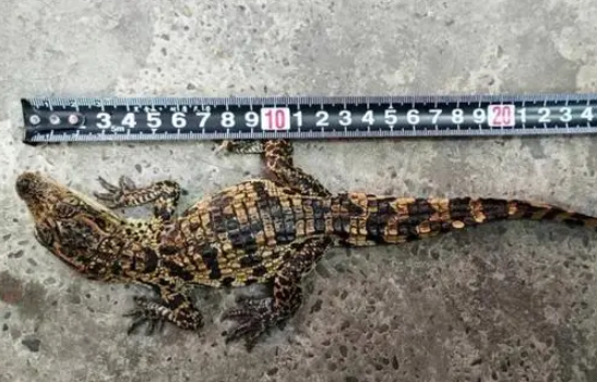 南充荆溪河中钓到鳄鱼,疑似被弃养放生 南充荆溪河中钓到鳄鱼,疑似被弃养放生