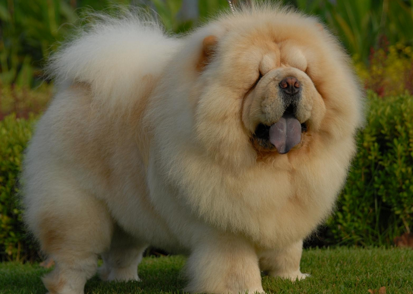 纯种松狮犬多少钱一只 纯种松狮犬多少钱一只