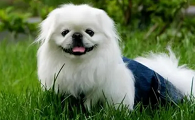 中国犬种有哪些品种