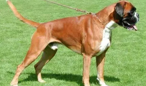 世界犬种介绍：德国拳师犬