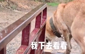 别人家的狗!广东惠州一柴犬只身探明涵洞路况,网友:狗子不白养 别人家的狗!广东惠州一柴犬只身探明涵洞路况,网友:狗子不白养