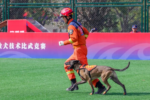 甘肃消防荣获全国消防救援搜救犬技术比武竞赛团体冠军! 甘肃消防荣获全国消防救援搜救犬技术比武竞赛团体冠军!