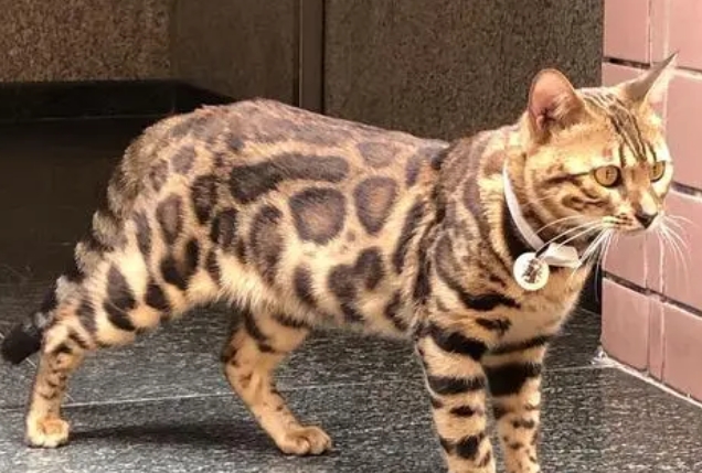 豹纹猫价格一般多少钱