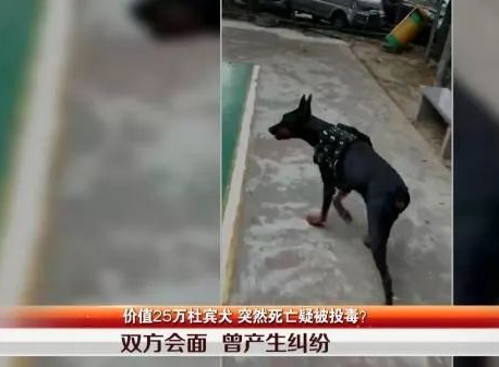 投毒疑云:25万杜宾犬疑似被毒身亡 查询监控竟然发现。。。 投毒疑云:25万杜宾犬疑似被毒身亡 查询监控竟然发现。。。