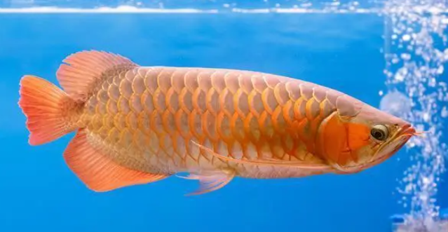 大学添水族专业,培养“鱼保姆” 大学添水族专业,培养“鱼保姆”