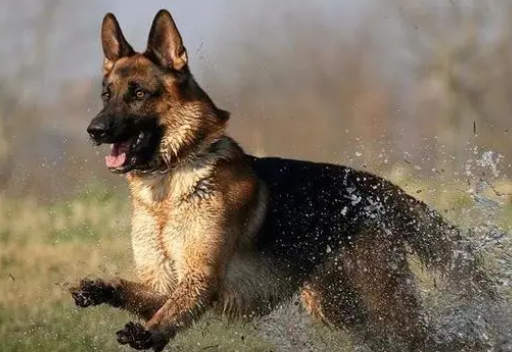 “上海警察上门抓德牧”成事件：警犬军犬的谣言为何大行其道？