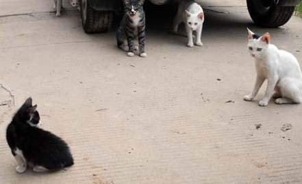 奶奶收养20多只流浪猫,自从来了一位不速之客后,小猫接连失踪 奶奶收养20多只流浪猫,自从来了一位不速之客后,小猫接连失踪