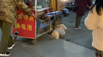 老人收摊要推小车准备回家了,狗狗在旁边使劲帮忙拉,真懂事啊! 老人收摊要推小车准备回家了,狗狗在旁边使劲帮忙拉,真懂事啊!