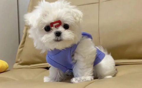 一只马尔济斯犬多少钱 一只马尔济斯犬多少钱