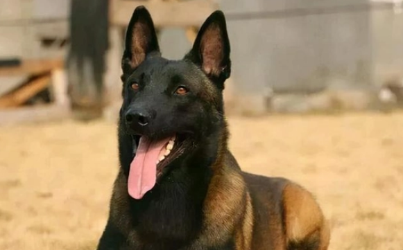 2个月马犬怎么看纯不纯 2个月马犬怎么看纯不纯