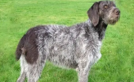 世界犬种介绍之,德国长毛指示犬