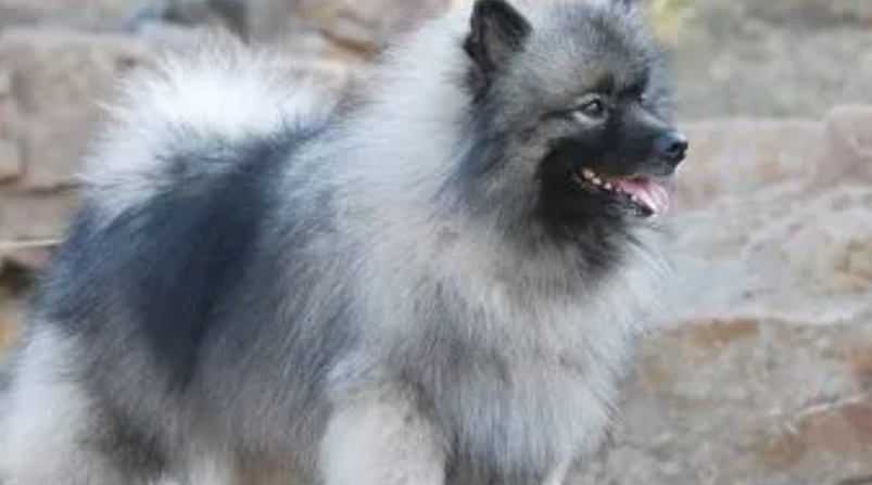 荷兰毛狮犬吃什么 食物要搭配合理 荷兰毛狮犬吃什么 食物要搭配合理