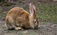 佛兰德巨兔多少钱