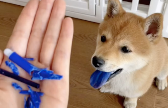 柴犬的舌头变成了蓝色,还以为是中毒太深!狗:想抬高一下身价! 柴犬的舌头变成了蓝色,还以为是中毒太深!狗:想抬高一下身价!