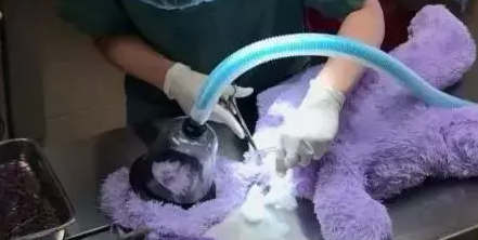 一只紫色河马被谋杀,室友汪星人被指控嫌疑最大! 一只紫色河马被谋杀,室友汪星人被指控嫌疑最大!