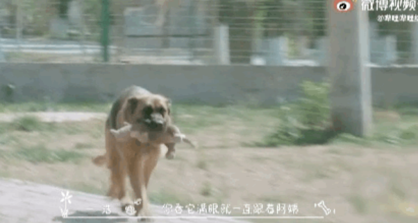 救了一只皮包骨的德牧,发现它心里一直藏着个“秘密”…… 救了一只皮包骨的德牧,发现它心里一直藏着个“秘密”……