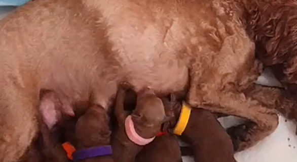 蓝猫母爱泛滥,把泰迪的狗崽据为己有,猫:都是我孩子…… 蓝猫母爱泛滥,把泰迪的狗崽据为己有,猫:都是我孩子……