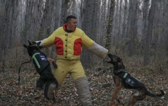 又飒又勇!野外拉练促实战 警犬特警练兵忙 又飒又勇!野外拉练促实战 警犬特警练兵忙
