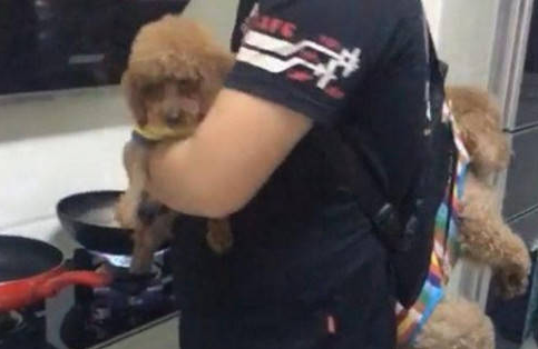 男子实力宠爱狗狗,引得邻居纷纷侧目,网友看了争议不断 男子实力宠爱狗狗,引得邻居纷纷侧目,网友看了争议不断