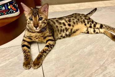 豹猫小时候和长大花纹区别