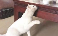 现实版真假孙悟空,捡了一只流浪猫,竟然和家里的猫长得一模一样 现实版真假孙悟空,捡了一只流浪猫,竟然和家里的猫长得一模一样