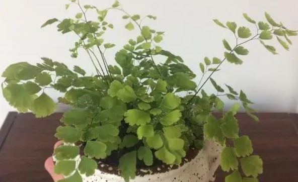 铁线蕨适合家里养吗 铁线蕨适合家里养吗
