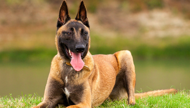 比利时犬4个品种