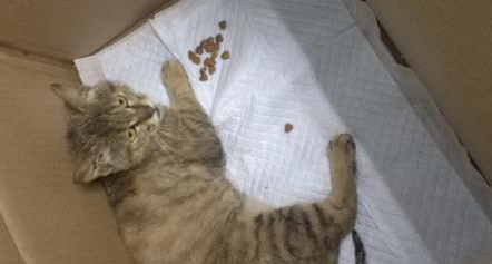 邂逅一只乖巧的流浪猫,花光了一个月生活费,该救治还是安乐死 邂逅一只乖巧的流浪猫,花光了一个月生活费,该救治还是安乐死