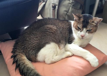 猫咪活了23年，妈妈起初不愿给它花钱，最后却在猫咪身边泣不成声