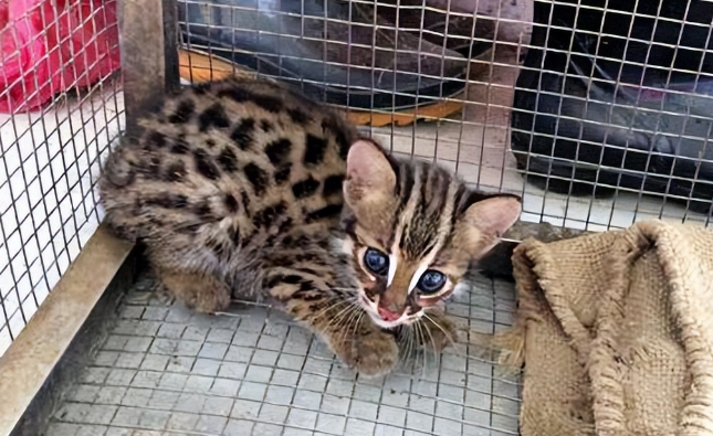 捡到豹猫会奖励吗