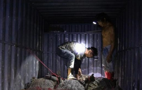 “出逃”鳄鱼都已找到！另有2只下落明确：一只死了一只宰了