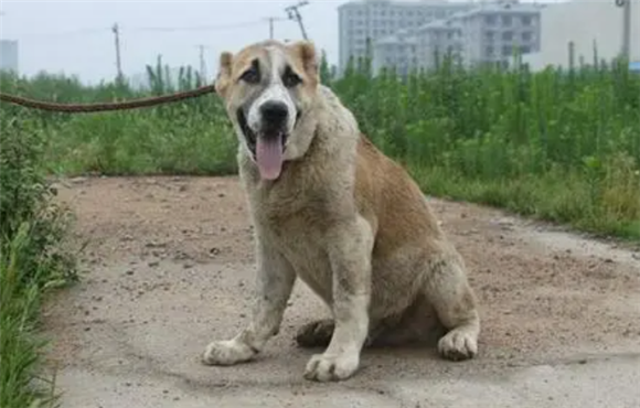 中亚犬什么颜色的最凶 中亚犬什么颜色的最凶